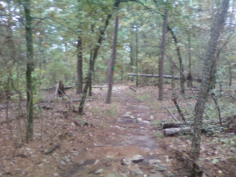 A winding dirt trail through a forested area, surrounded by tall trees and scattered rocks. The ground is covered with fallen leaves, and there are some downed logs in the background. The scene conveys a tranquil natural environment. Burns Park mountain bike trail.