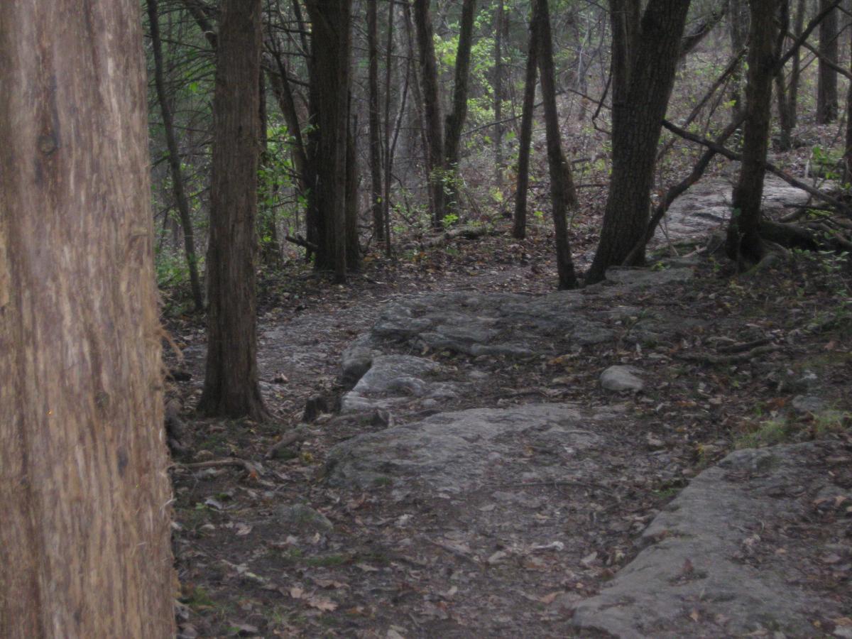 A winding pathway through a dense forest, featuring tall trees and scattered rocks, with fallen leaves covering the ground. The scene is shaded and tranquil, suggesting a natural and serene environment. Landahl Park Reserve mountain bike trail.