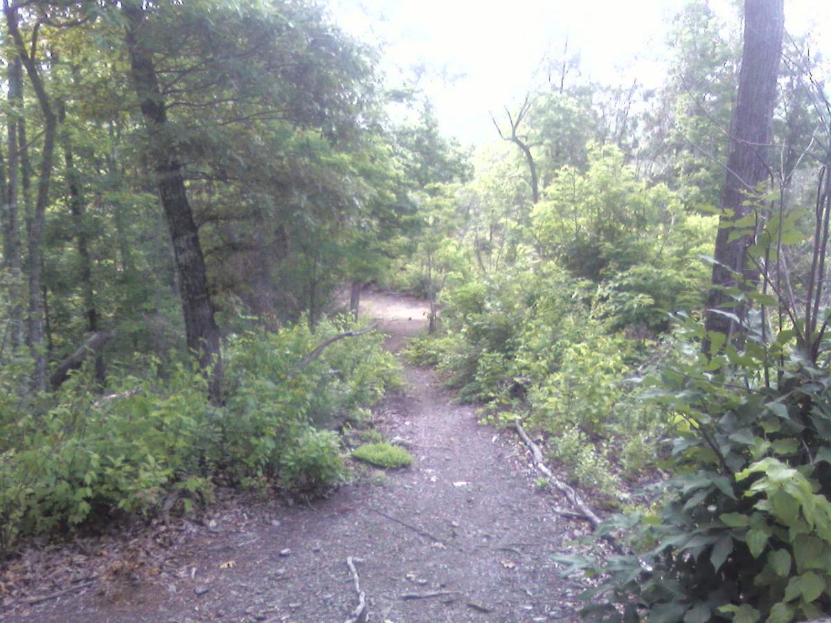 A dirt path winding through a lush, green forest with trees and shrubs on either side. The sunlight filters through the foliage, creating a serene and inviting atmosphere for a nature walk. Tsali Right Loop mountain bike trail.