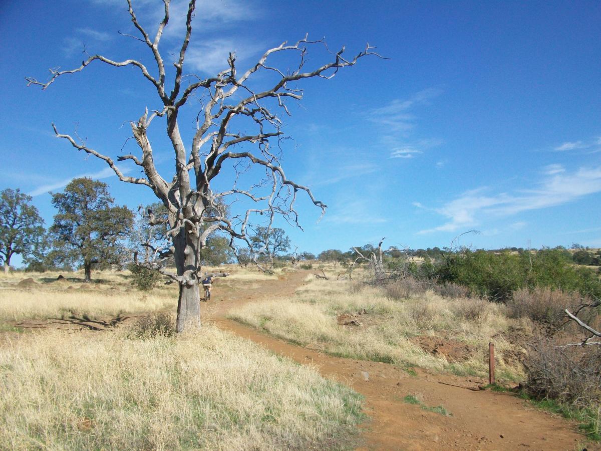 A sunny outdoor scene featuring a bare, leafless tree in the foreground alongside a dirt path winding through a grassy landscape. In the background, there are patches of green trees and a clear blue sky with a few wispy clouds. Upper Bidwell Park mountain bike trail.