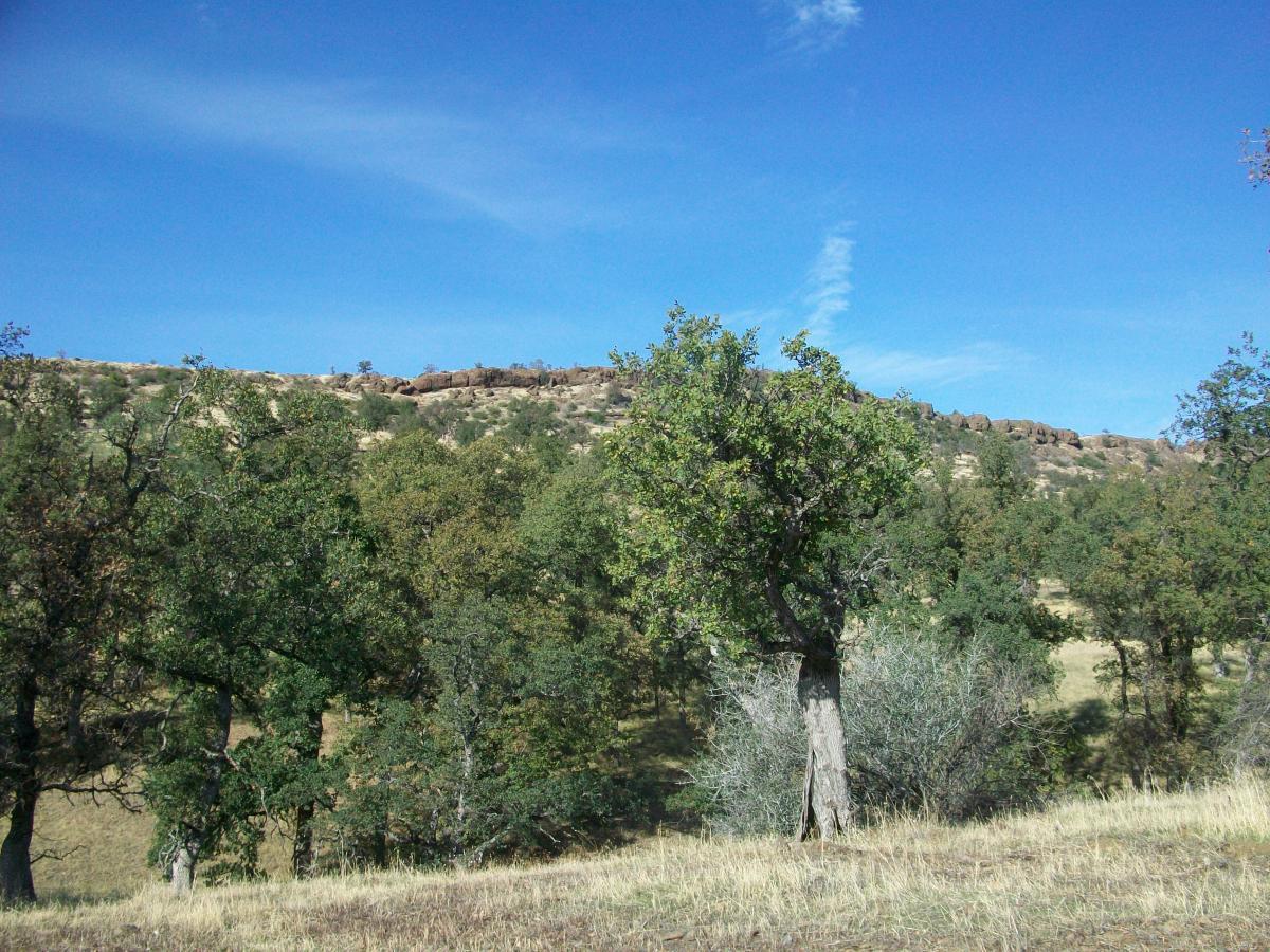 Alt text: A scenic landscape featuring a variety of trees in the foreground, with a grassy area and a rocky hillside in the background under a clear blue sky. Upper Bidwell Park mountain bike trail.