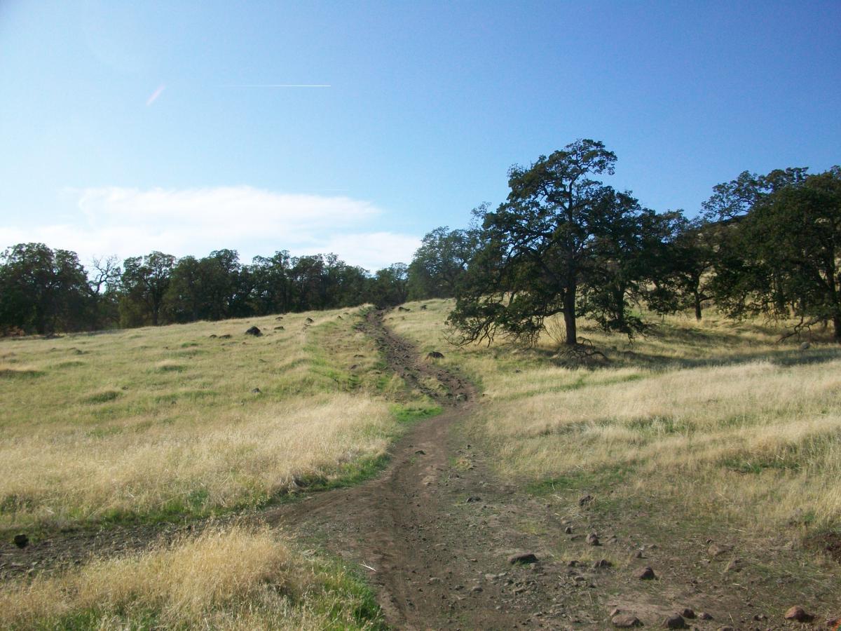 A winding dirt path leads through a grassy field, flanked by scattered trees under a clear blue sky with a few clouds. The landscape features golden grasses and patches of bare earth, hinting at a serene natural setting. Upper Bidwell Park mountain bike trail.