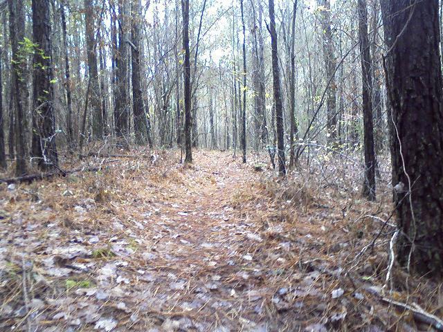 A narrow dirt path meanders through a wooded area, surrounded by tall trees with thin trunks. The ground is covered with fallen leaves and pine needles, and the atmosphere appears calm and serene, with soft light filtering through the branches. Heritage Park mountain bike trail.