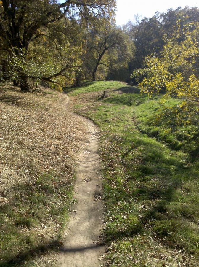 A winding dirt path through a green, grassy landscape surrounded by trees, with some yellow foliage visible. The scene is illuminated by sunlight filtering through the branches, creating a peaceful outdoor setting. Dry Creek Trail mountain bike trail.