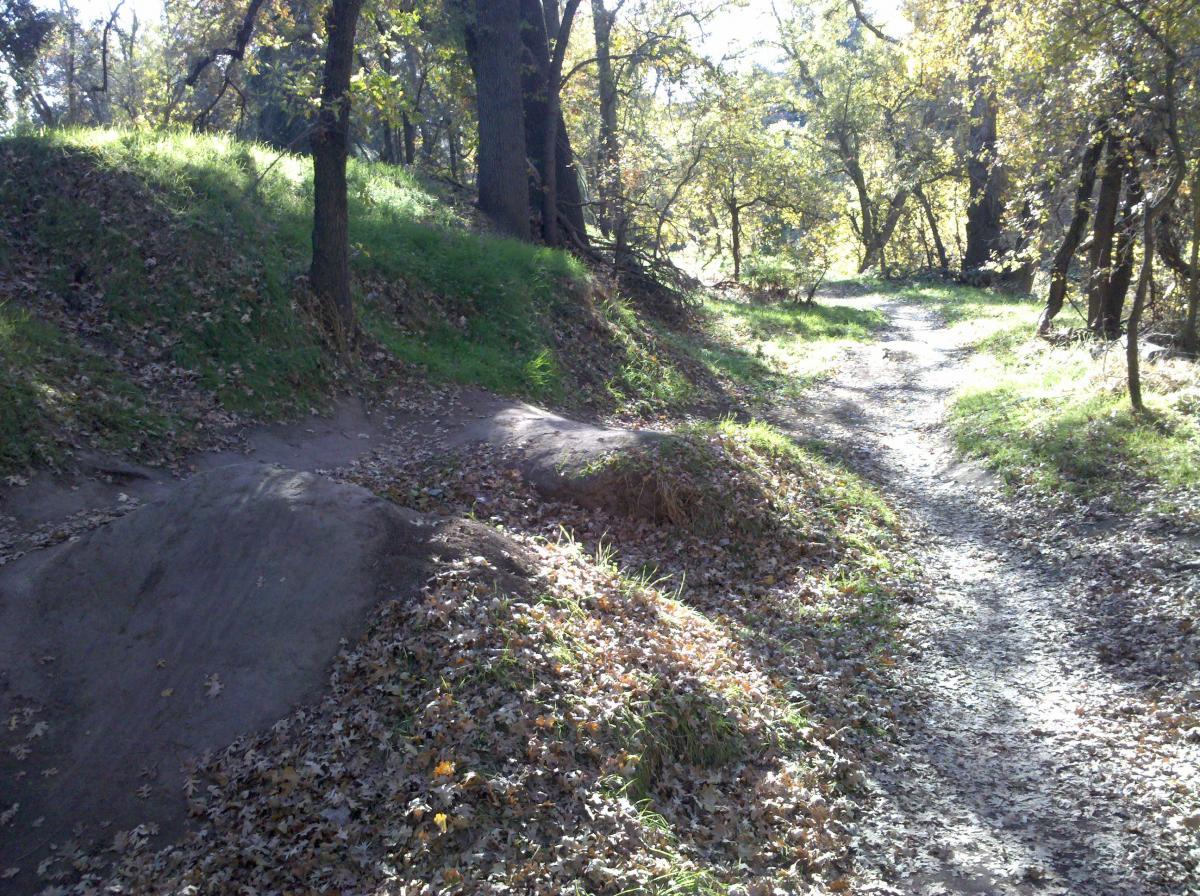 A sunlit forest path winding through trees, featuring small dirt mounds and patches of grass. Fallen leaves are scattered along the trail, creating a picturesque, autumnal scene. Dry Creek Trail mountain bike trail.