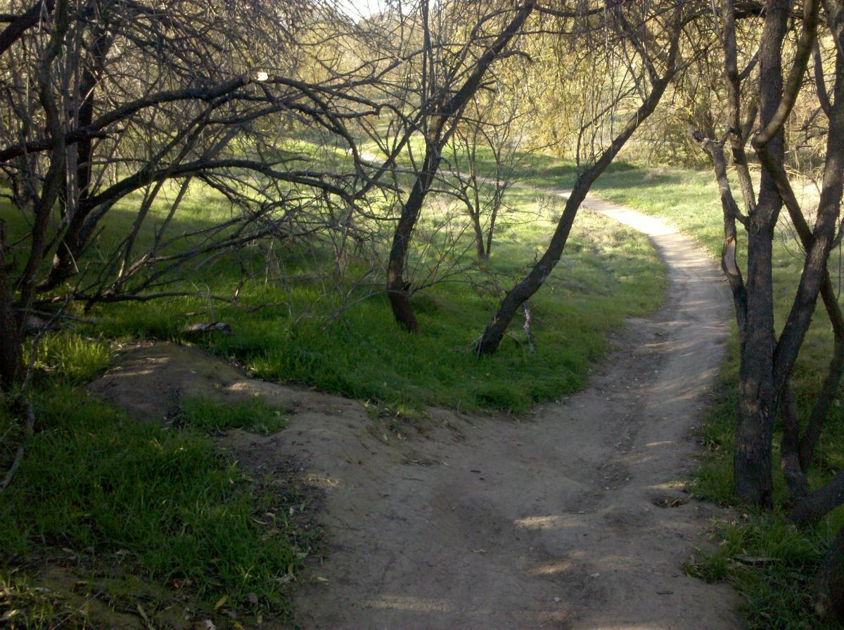 A dirt path winding between trees in a grassy area, with sunlight filtering through the branches. The landscape is lush and inviting, suggesting a tranquil outdoor setting for walking or hiking. Dry Creek Trail mountain bike trail.