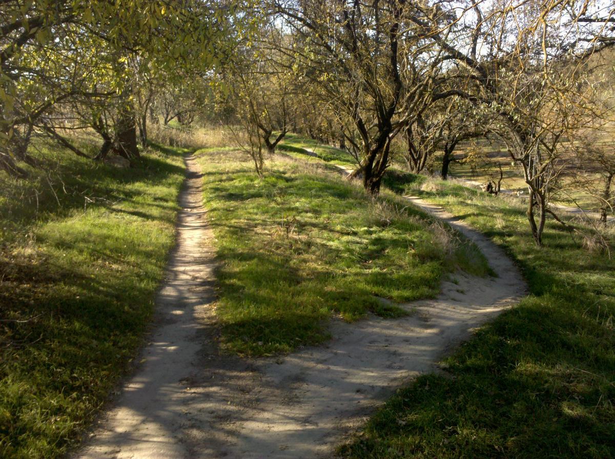 A winding dirt path splits into two trails, surrounded by grassy areas and scattered trees. The scene is illuminated by natural sunlight, creating a serene and tranquil atmosphere. Dry Creek Trail mountain bike trail.