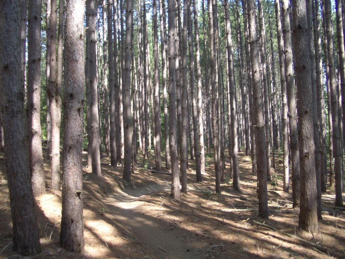 A dense forest of tall pine trees with a winding dirt path cutting through the underbrush, dappled sunlight filtering through the branches. Yankee Springs mountain bike trail.
