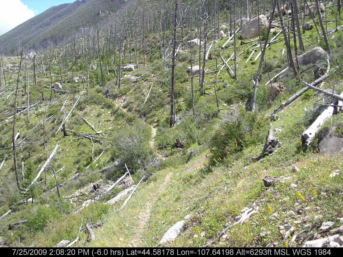 A scenic mountain trail winding through a forested area with a mixture of green vegetation and fallen trees. The landscape features both healthy and dead trees, indicating a past disturbance. In the distance, a hiker can be seen navigating the path, surrounded by rocky terrain and the rolling hills of the mountains. The image includes a timestamp and geographic coordinates at the bottom. Bench Trail mountain bike trail.
