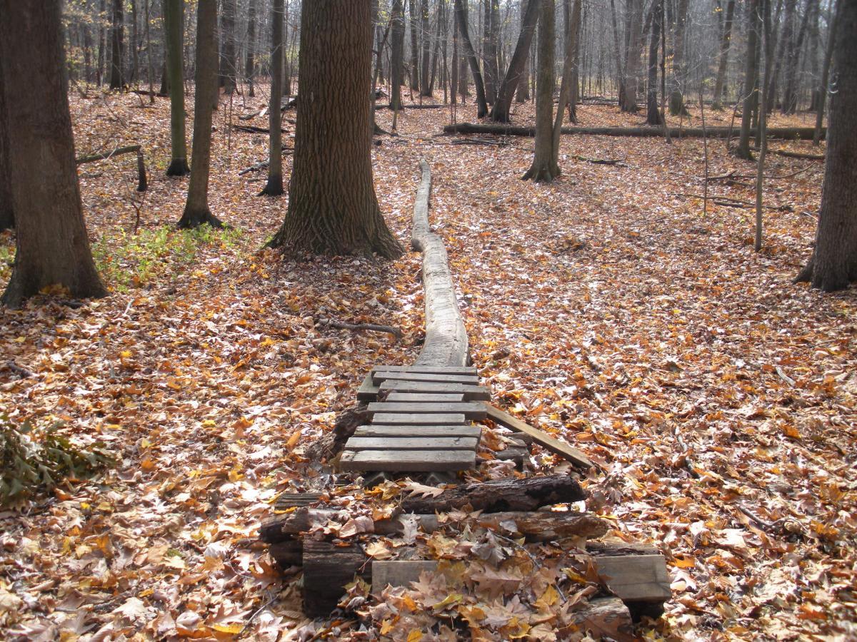 A narrow wooden bridge made of planks crosses a leaf-covered forest floor, surrounded by tall trees in a tranquil autumn setting. Burchfield mountain bike trail.