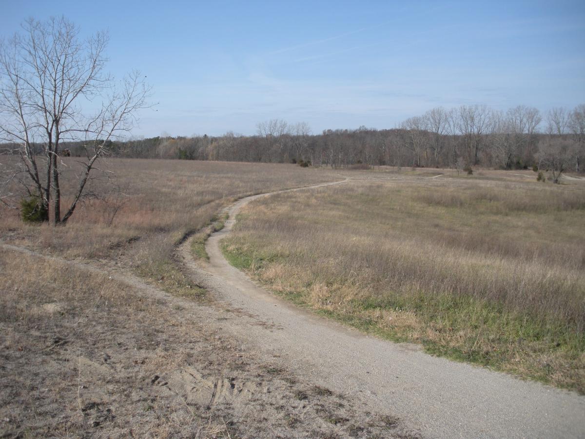 A winding gravel path running through a grassy field with a sparse tree in the foreground, and a tree line in the background under a clear blue sky. Island Lake mountain bike trail.