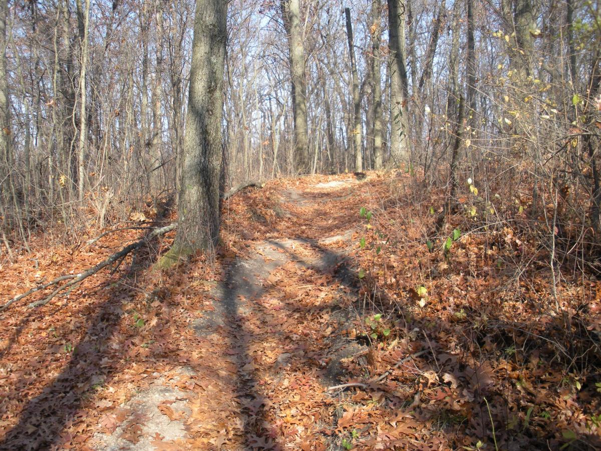 A winding dirt trail through a wooded area, covered with fallen leaves. Tall trees with bare branches create a natural canopy, and sunlight filters through, casting shadows on the path. Island Lake mountain bike trail.