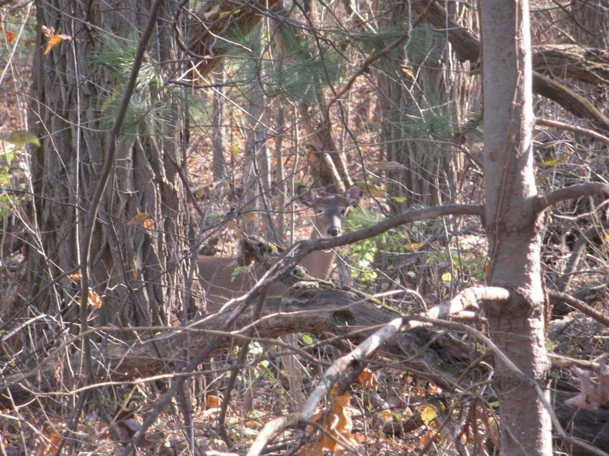 A deer partially hidden among trees and brush in a forest setting, with sunlight shining through the foliage. Brighton Rec Area mountain bike trail.
