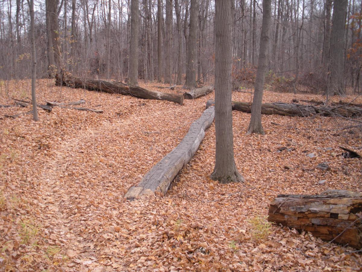 A tranquil forest scene featuring a pathway winding through a carpet of fallen leaves. Several fallen logs are scattered among the trees, which are mostly bare, indicating late autumn. The atmosphere is calm and serene, with a mix of brown and golden leaves on the ground. Novi Tree Farm (Lakeshore Park) mountain bike trail.