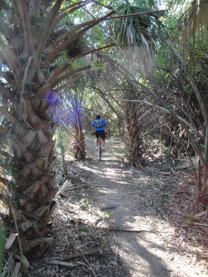 A person riding a bicycle down a narrow, dirt trail surrounded by tall palm trees and lush greenery. The scene captures a sense of outdoor adventure and nature exploration. Caloosahatchee Regional Park mountain bike trail.