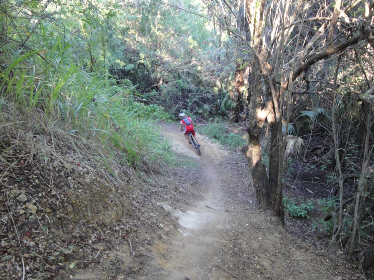 A mountain biker rides down a winding dirt trail through a lush, wooded area, surrounded by tall grasses and trees. The scene captures the essence of outdoor adventure and nature. Caloosahatchee Regional Park mountain bike trail.