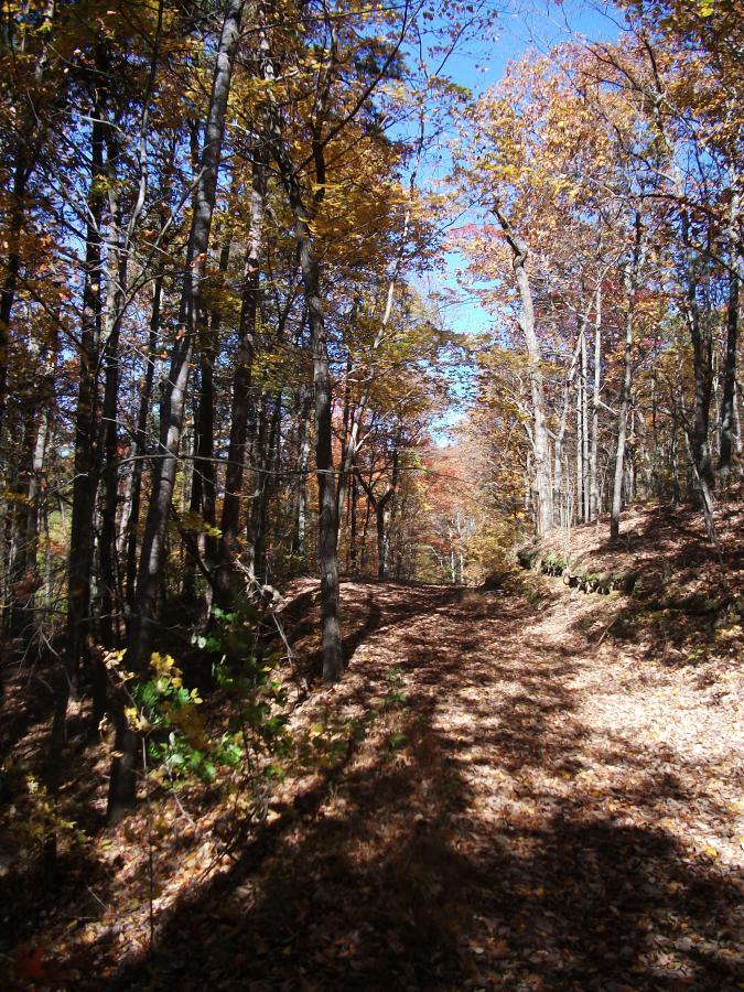 Pathway through a forest with tall trees displaying autumn foliage in shades of orange and yellow. The ground is covered with fallen leaves, and the sky is clear and blue. Sunlight creates dappled shadows along the trail. Pinhoti Trail mountain bike trail.