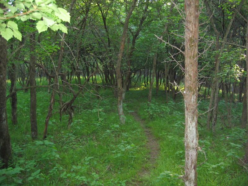 A shaded forest pathway surrounded by dense trees and lush green undergrowth, inviting exploration into the natural setting. North Park mountain bike trail.