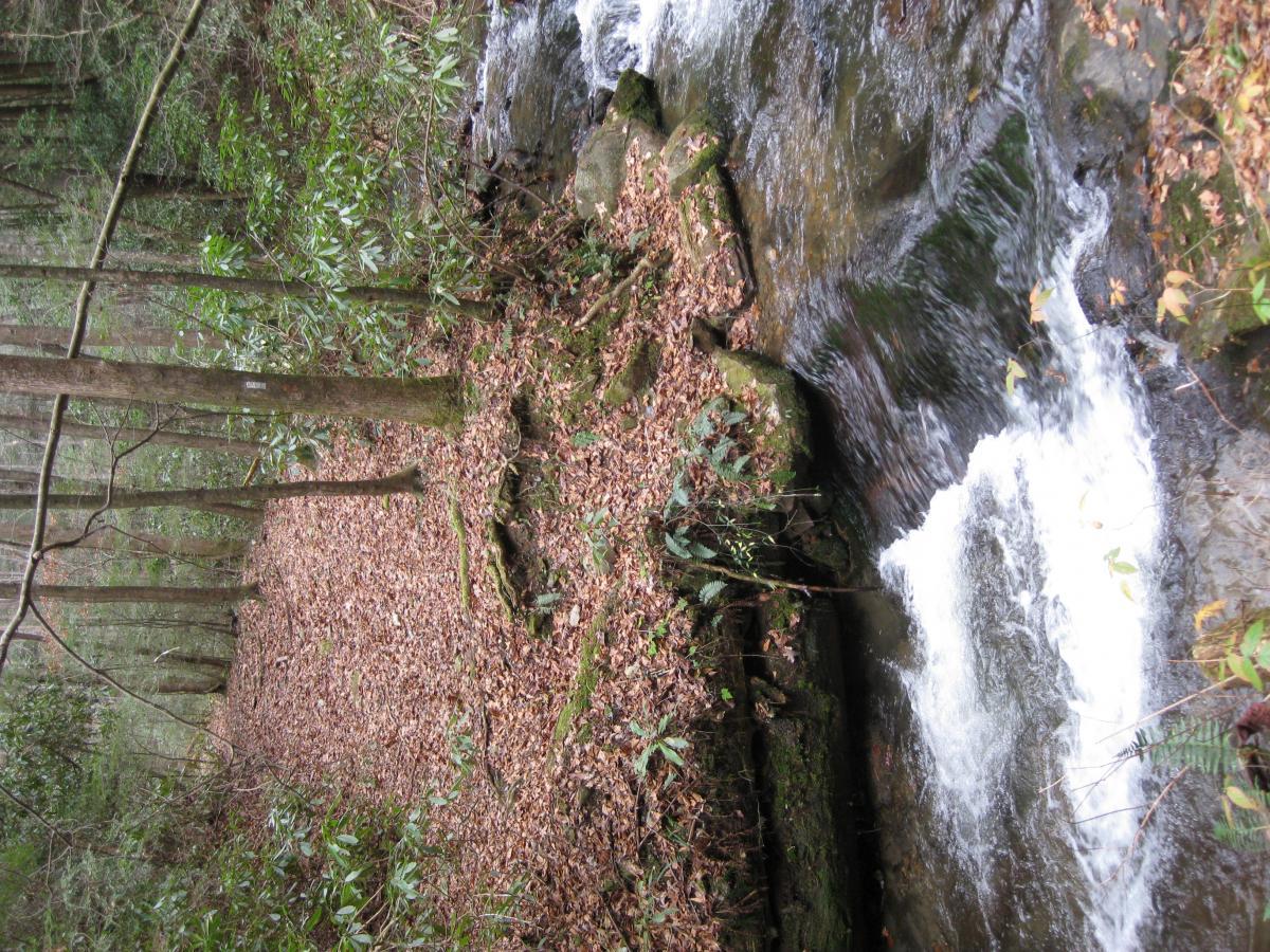 A tranquil forest scene featuring a gentle stream flowing over rocks. The landscape is carpeted with fallen leaves and surrounded by tall trees and vibrant green foliage, creating a peaceful natural environment. Pinhoti Trail: Mountaintown Creek Segment mountain bike trail.