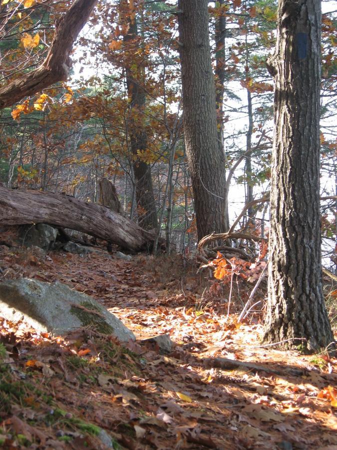 A serene forest path covered in fallen leaves, with trees lining either side. Sunlight filters through the branches, casting gentle light on the trail, which is bordered by rocks and a fallen log. The scene conveys the tranquility and beauty of nature in autumn. Lynn Woods Reservation mountain bike trail.