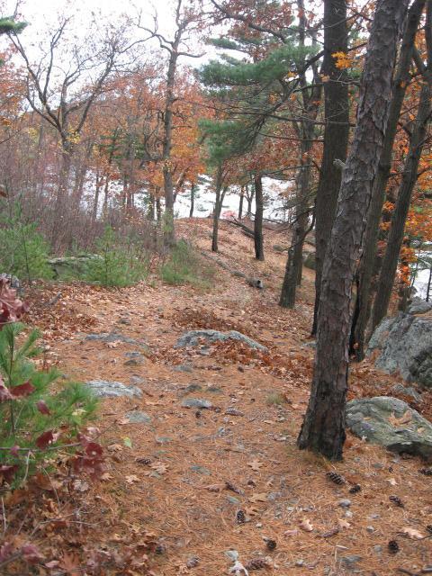 A serene forest path lined with fallen leaves and pine needles, flanked by trees with autumn foliage. The pathway is slightly rocky, leading toward a body of water in the distance, creating a peaceful natural scene. Lynn Woods Reservation mountain bike trail.