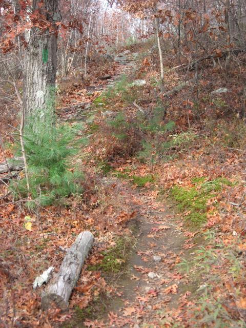 A narrow dirt trail winding through a forest, surrounded by trees with autumn foliage. The ground is covered with fallen leaves in various shades of orange and brown, alongside patches of green moss. A fallen log is visible on the left side of the path, leading uphill into the woods. Lynn Woods Reservation mountain bike trail.