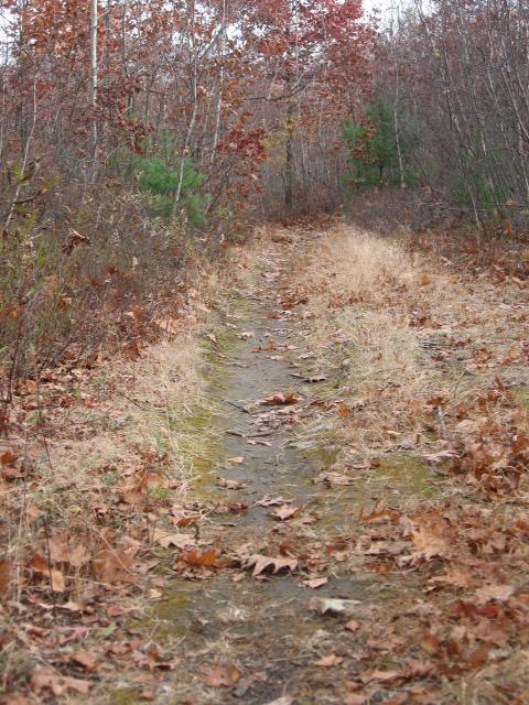 A dirt path winding through a wooded area, lined with dry grass and fallen leaves. Surrounding trees display autumn foliage, with a mix of brown and red leaves among the branches. The scene conveys a serene, natural setting typical of late fall. Lynn Woods Reservation mountain bike trail.