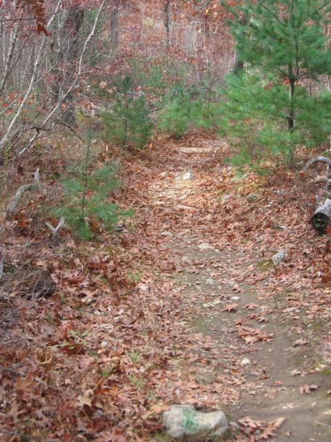 A narrow dirt trail winding through a forest, surrounded by trees and covered with fallen leaves in autumn colors. Small pine trees and shrubs are visible along the path, which features some rocks and natural debris. Lynn Woods Reservation mountain bike trail.