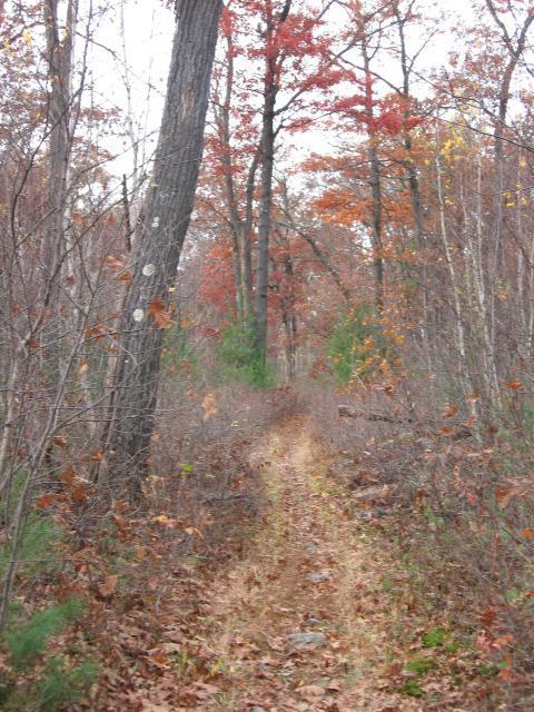 A narrow dirt path winding through a dense forest, surrounded by tall trees showing autumn foliage in shades of red and orange. Fallen leaves cover the ground, creating a natural carpet, while sparse underbrush frames the trail. The setting evokes a serene and tranquil atmosphere, typical of a calm fall day in the woods. Lynn Woods Reservation mountain bike trail.