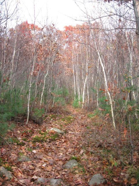A winding dirt path lined with autumn foliage, leading through a quiet forest with trees displaying colors of fall. The ground is covered in fallen leaves and patches of green underbrush, creating a serene outdoor scene. Lynn Woods Reservation mountain bike trail.