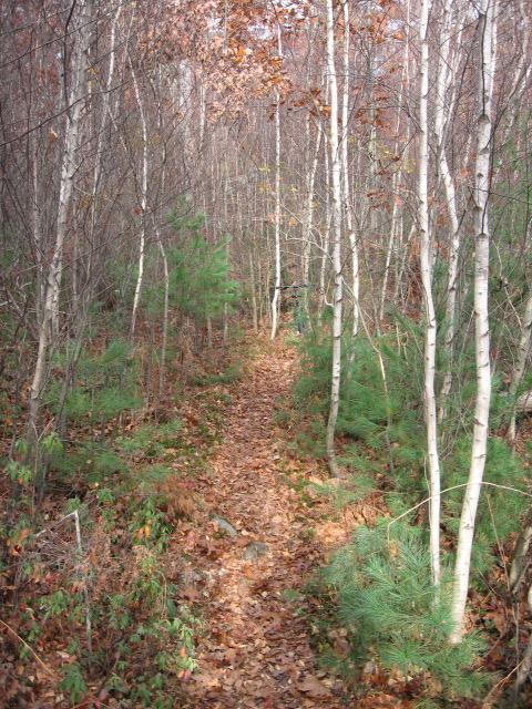 A narrow dirt path winding through a wooded area, lined with slender birch trees. The ground is covered with fallen leaves and patches of green underbrush, creating a serene and inviting atmosphere. The scene captures the beauty of nature in a tranquil, forested setting. Lynn Woods Reservation mountain bike trail.