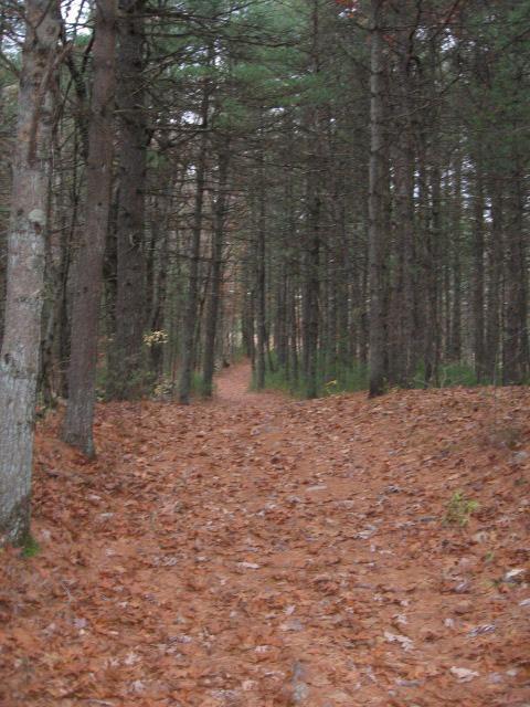 A serene forest path covered in fallen orange and brown leaves, flanked by tall pine trees, leading into the distance. The scene evokes a sense of tranquility and natural beauty. Adams Farm mountain bike trail.