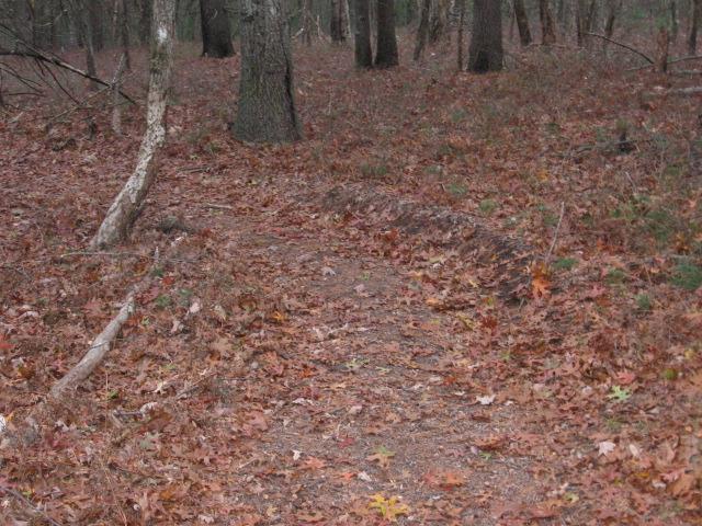 A winding trail covered in fallen leaves, surrounded by trees in a wooded area. The forest floor is a mix of brown and orange leaves, creating a natural path leading deeper into the woods. Adams Farm mountain bike trail.