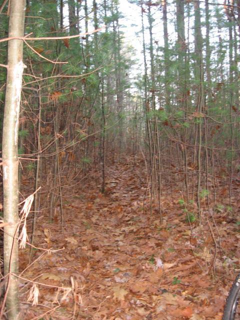 Narrow forest path lined with tall trees and dense foliage, covered in fallen leaves. The path leads into the distance, suggesting a serene and natural environment. Harold Parker State Forest mountain bike trail.