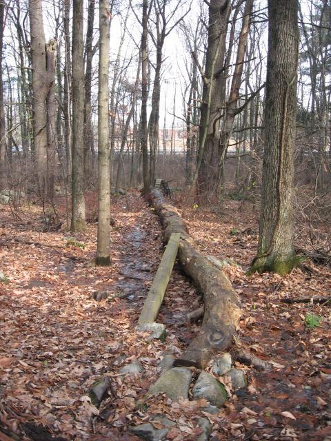 A wooded path covered with fallen leaves, featuring a large log stretching across the ground, surrounded by tall trees. The scene is set in a forested area, with a mix of bare branches and some greenery visible, indicative of a late autumn or early winter environment. Landlocked Forest mountain bike trail.