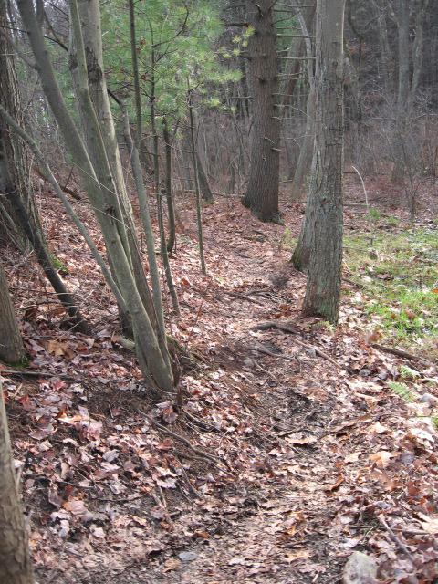 A narrow dirt path winding through a forest, flanked by tall trees and scattered fallen leaves. The ground is a mix of dirt and exposed roots, with a hint of green grass peeking through in some areas. The scene captures a peaceful, natural woodland environment. Landlocked Forest mountain bike trail.