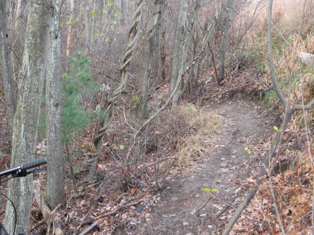 A narrow dirt trail winding through a wooded area, surrounded by trees and underbrush with fallen leaves. The trail is slightly overgrown, with hints of green plants and twisted vines visible among the trees. Landlocked Forest mountain bike trail.