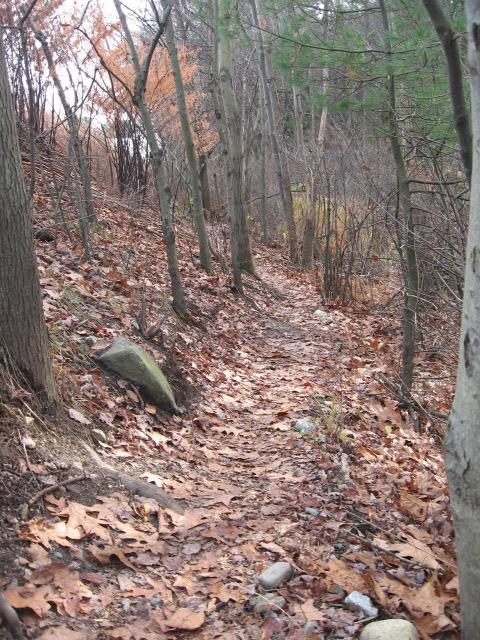 A winding dirt path through a forest, surrounded by tall trees and scattered autumn leaves on the ground. The scene is tranquil, with muted colors reflecting the change of seasons. Some rocks are visible along the trail, and the atmosphere suggests a peaceful nature walk. Landlocked Forest mountain bike trail.