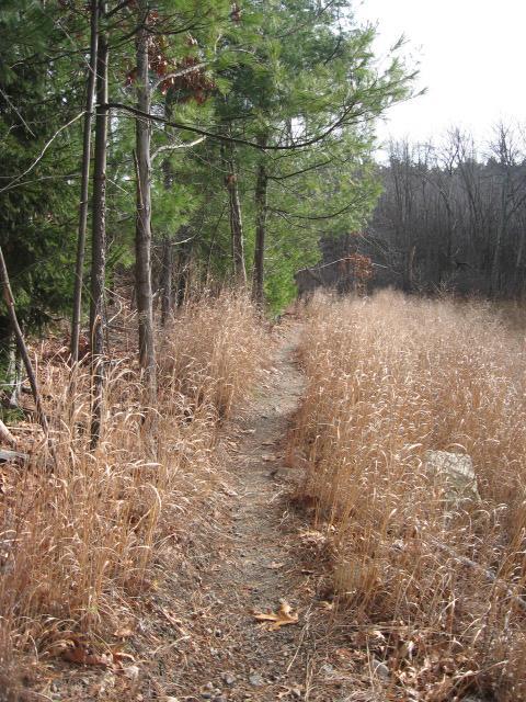A narrow, winding dirt path surrounded by tall, dry grass and trees, leading into a forested area. The scene conveys a sense of tranquility and nature. Landlocked Forest mountain bike trail.