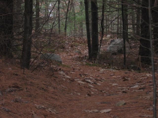 Narrow dirt path winding through a dense forest, surrounded by tall trees and scattered rocks, with a carpet of dried pine needles and leaves on the ground. Landlocked Forest mountain bike trail.