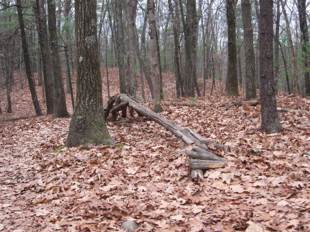 A sparse forest scene with bare trees and a carpet of fallen brown leaves. In the foreground, a curved piece of wood rests on the ground, leaning against a tree trunk. The atmosphere is calm and natural, suggesting an early spring or late autumn day. Landlocked Forest mountain bike trail.
