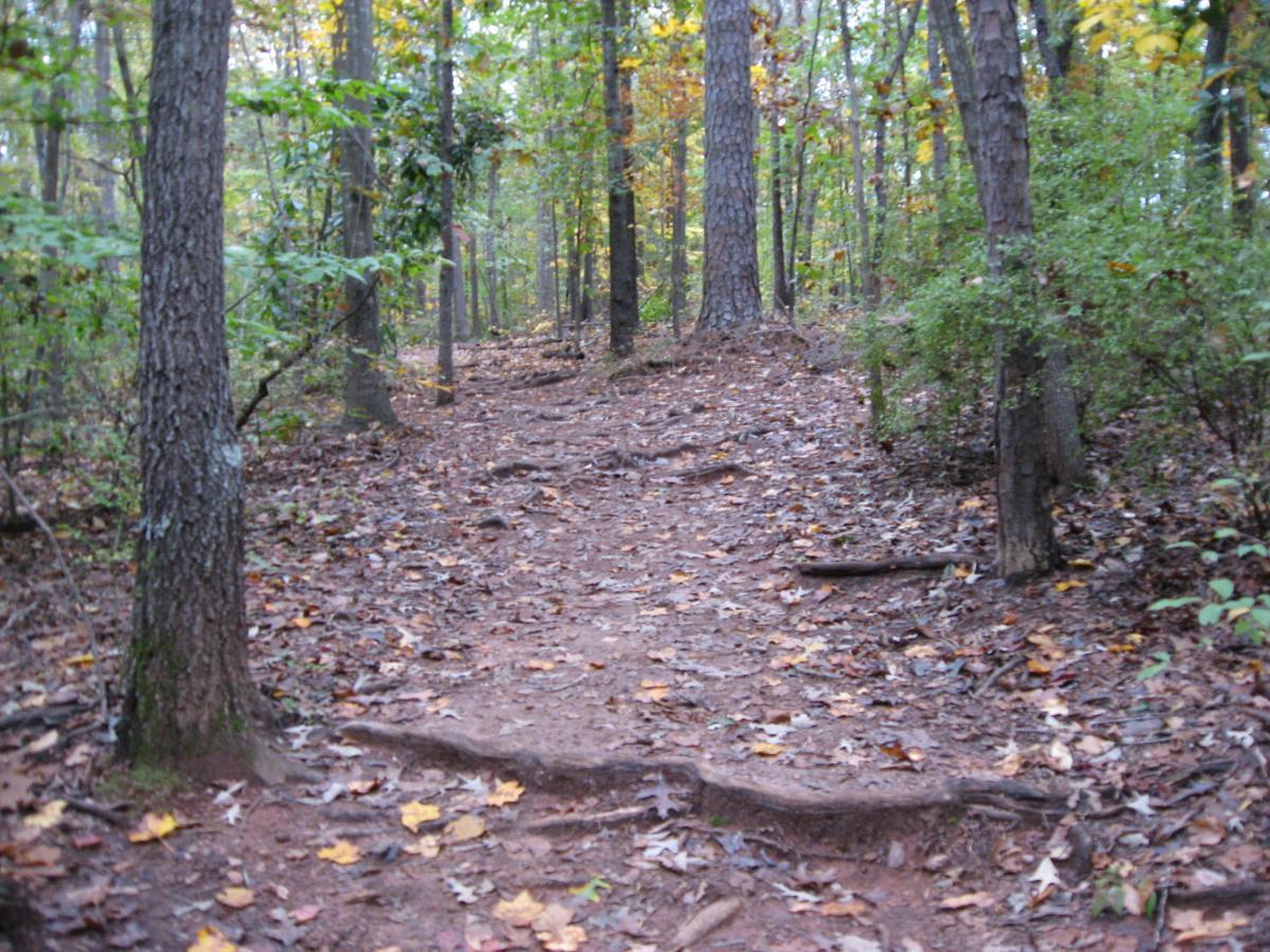 A dirt hiking trail winding through a wooded area, surrounded by trees with autumn foliage. The path is covered with fallen leaves, showcasing earthy tones and small roots protruding from the ground. Lake Herrick mountain bike trail.