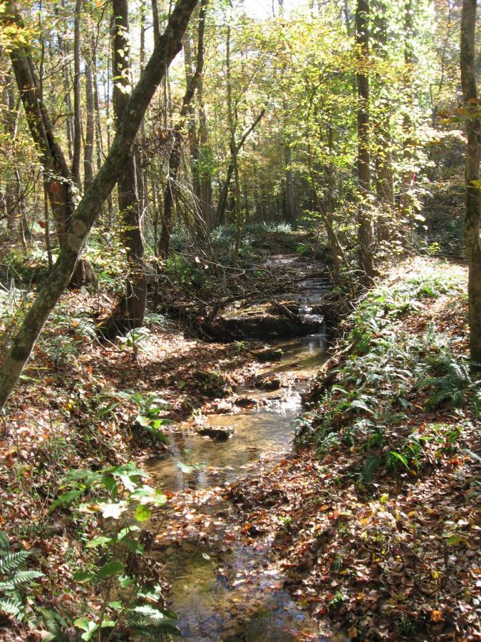 A serene forest scene featuring a small, gently flowing creek surrounded by vibrant autumn foliage. Sunlight filters through the trees, highlighting the rich colors of the leaves and the clear water of the stream. Ferns and fallen leaves add to the natural beauty of the woodland environment. Heritage Park mountain bike trail.