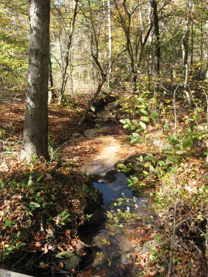 A tranquil woodland scene featuring a small, meandering creek surrounded by trees and fallen autumn leaves. Sunlight filters through the branches, illuminating the creek and creating a serene atmosphere in the forest. Heritage Park mountain bike trail.