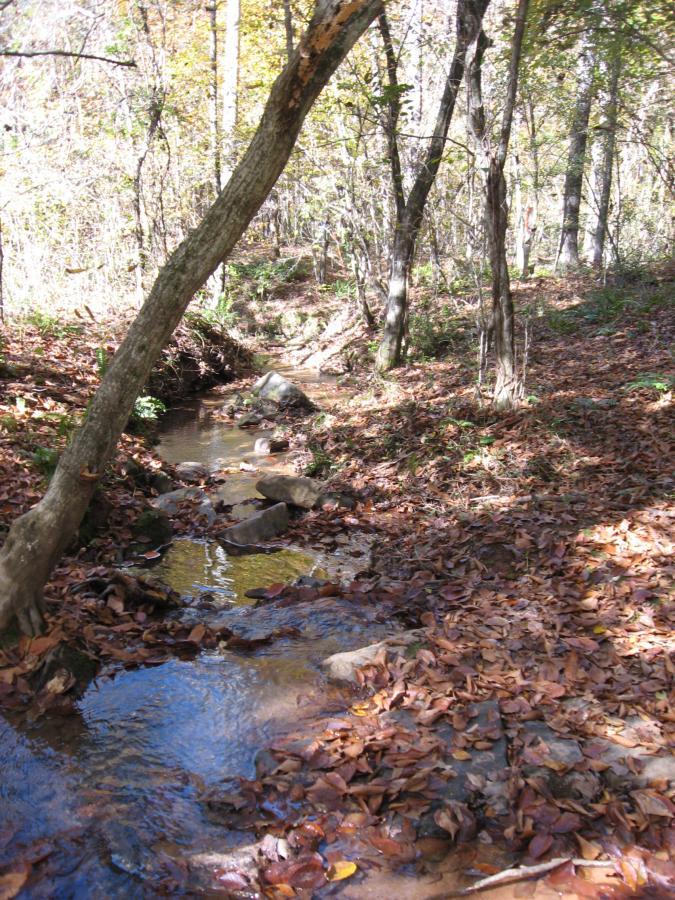 A serene forest scene featuring a small, gently flowing stream surrounded by autumn foliage. The ground is covered with fallen leaves, and trees with slender trunks line the banks of the stream, creating a peaceful natural setting. Soft sunlight filters through the leaves, illuminating the water and the forest floor. Heritage Park mountain bike trail.