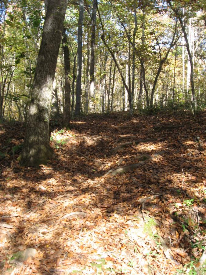 A wooded path covered with fallen leaves, with tall trees lining the sides and dappled sunlight filtering through the branches. Heritage Park mountain bike trail.