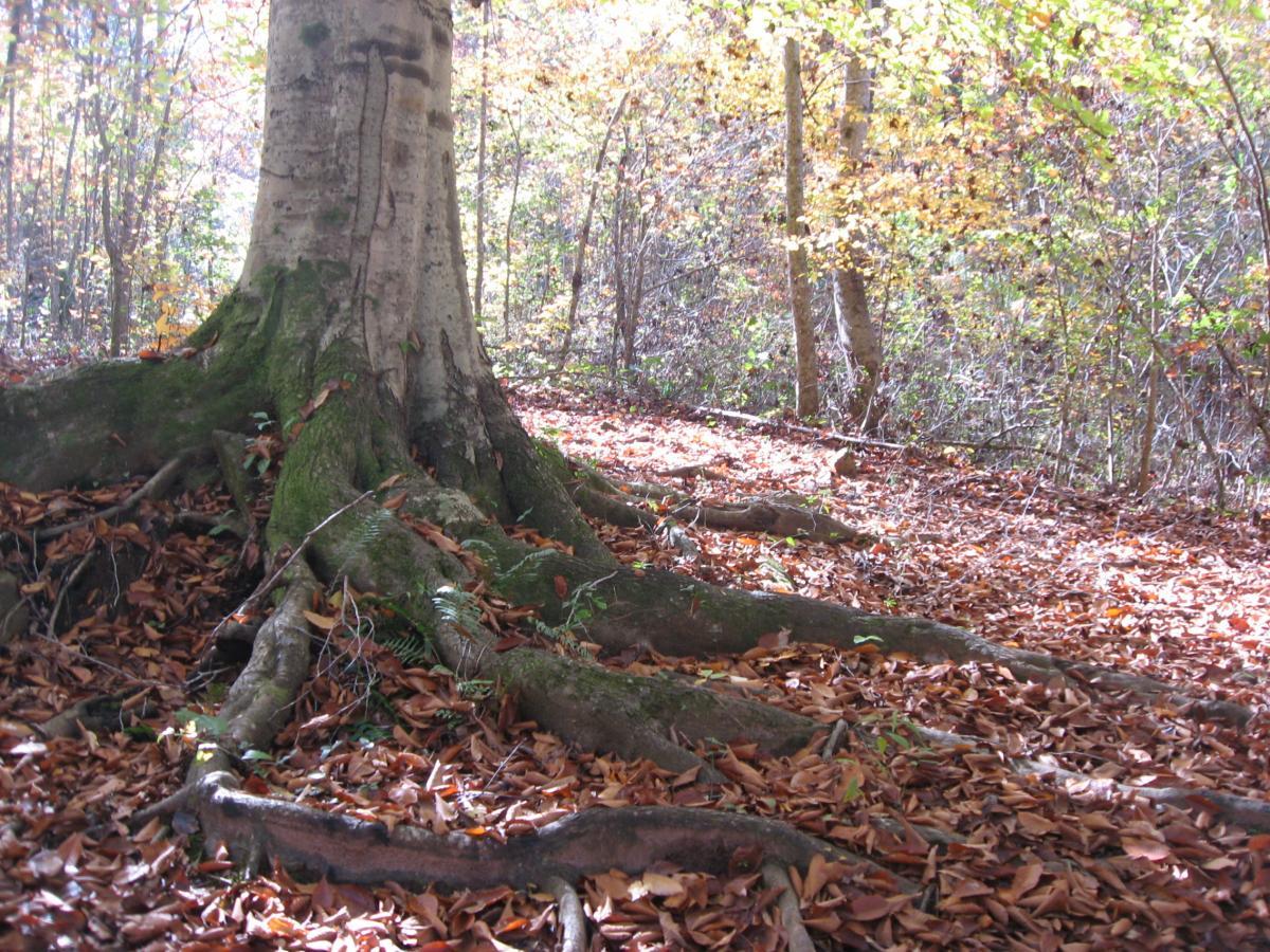 A large tree trunk with thick roots covered in moss, surrounded by a carpet of fallen leaves in a sunlit forest. In the background, a mix of trees with autumn-colored foliage and dense brush. Heritage Park mountain bike trail.