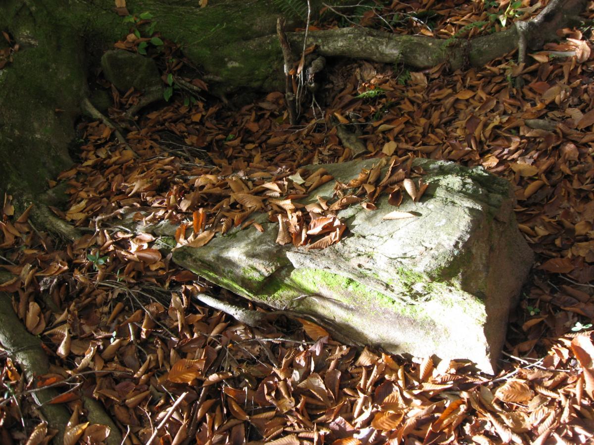 A rocky surface partially covered in dry autumn leaves, with a backdrop of moss-covered tree roots and greenery in a forest setting. Sunlight filters through the trees, casting soft shadows on the ground. Heritage Park mountain bike trail.