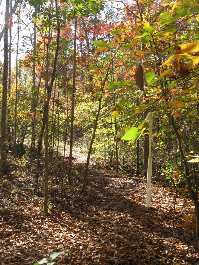 A serene forest path winding through trees with autumn leaves in vibrant shades of red, orange, and green. Sunlight filters through the branches, casting dappled shadows on a carpet of fallen leaves. Heritage Park mountain bike trail.