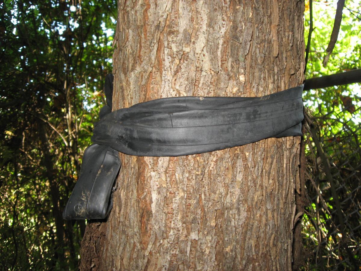 A thick, black rubber tire is wrapped around the trunk of a tree, surrounded by dense green foliage. The texture of the tree bark is visible, and the rubber appears weathered and dusty, indicating it may have been in place for some time. Chase Street mountain bike trail.